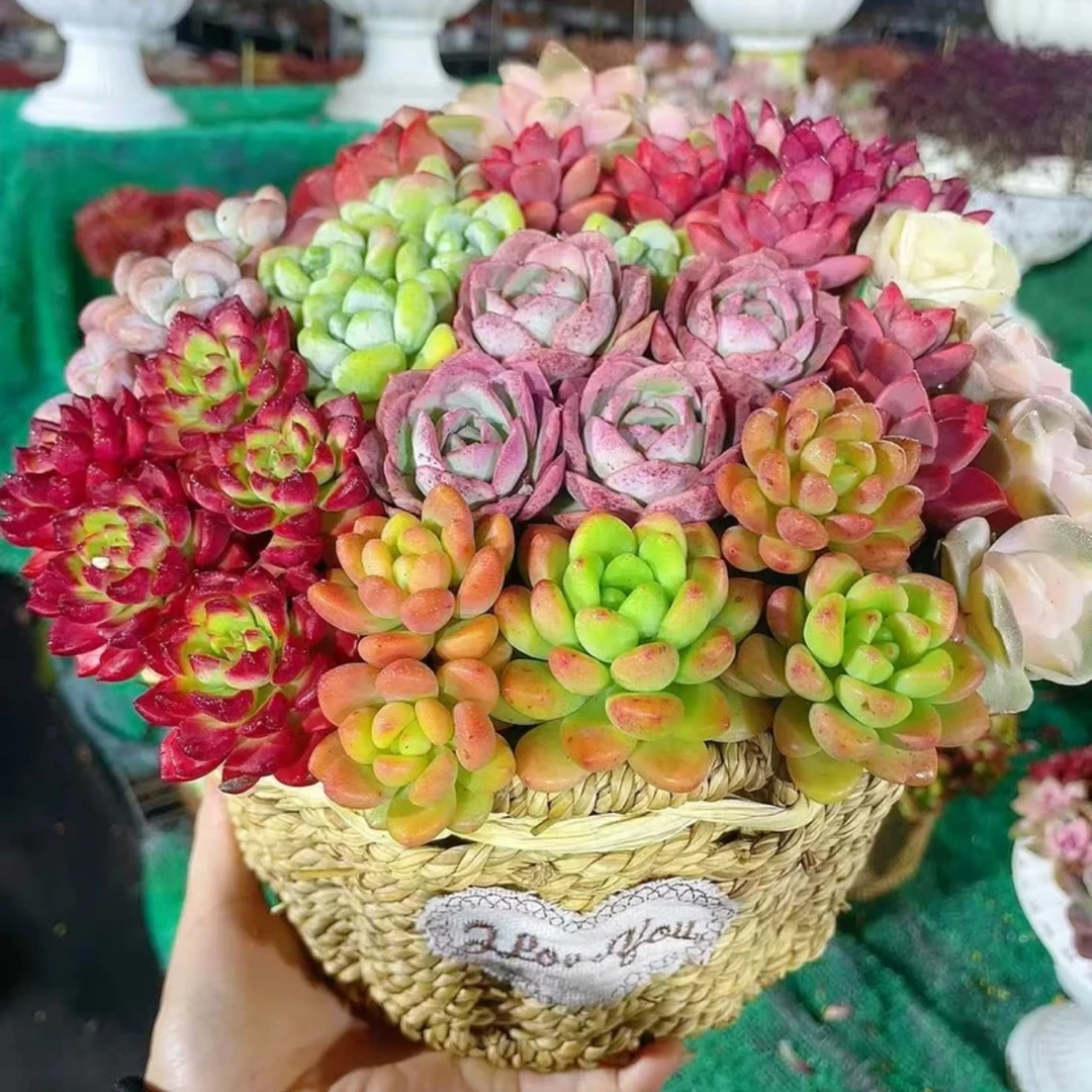 X多彩拼盘+草编蓝 多肉植物 好养 喜阳 少水 基地直发