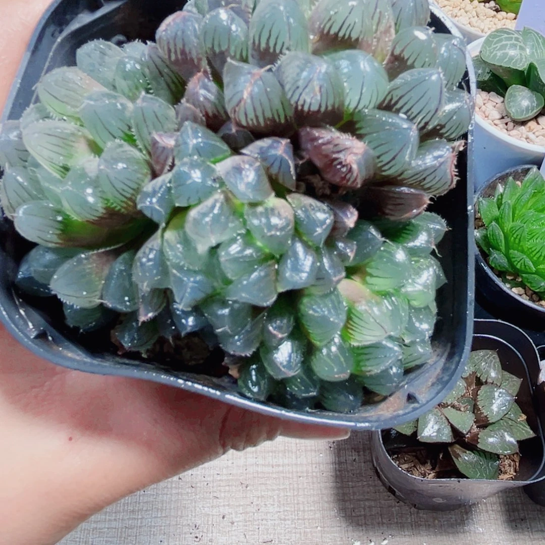 蓝镜大群生多肉植物