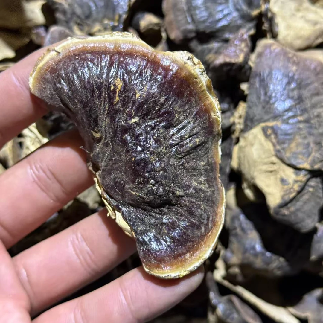 【纯臻山品】小香灵芝云南高山优质山货农产品天然金边灵芝菌香不苦