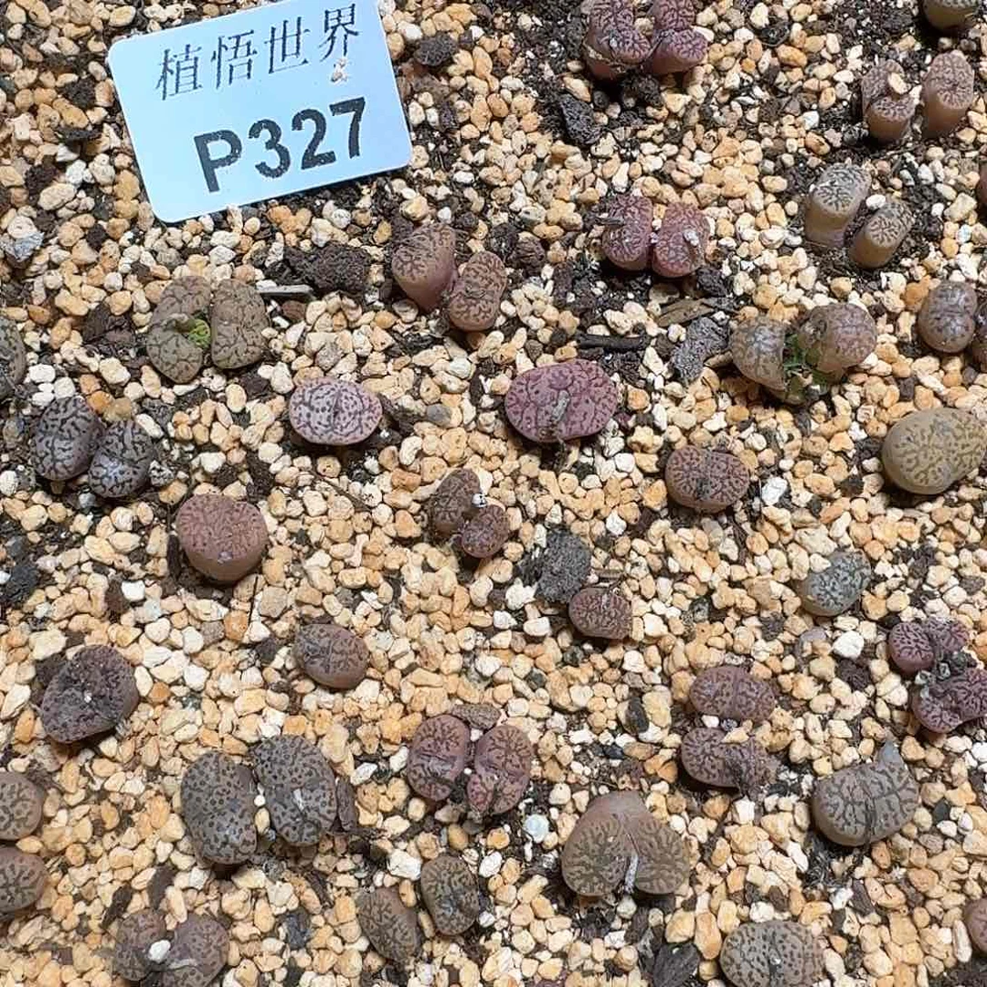 327号多肉植物哇vb b