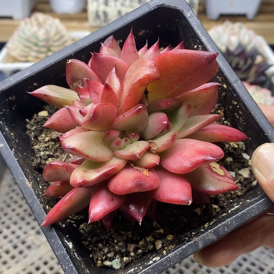 0810 阿姆斯壮拉丝锦群