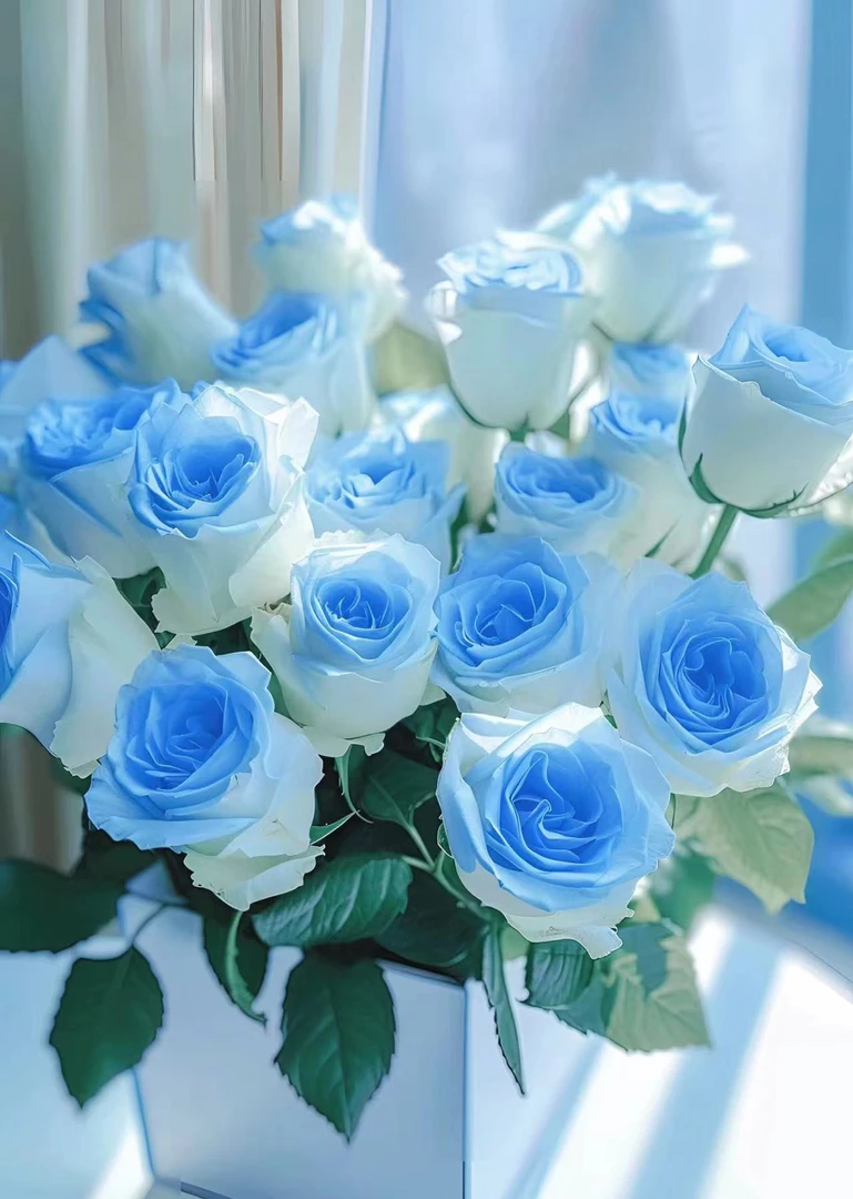 碎冰蓝玫瑰 云南鲜花基地批发直播 家用办公室插花