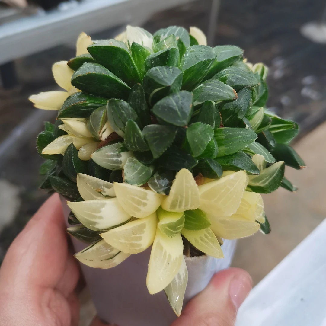 【14】十二卷类多肉绿植花卉大姬寿锦带盆带土发货包邮