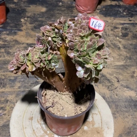 玫瑰缀化一物一拍