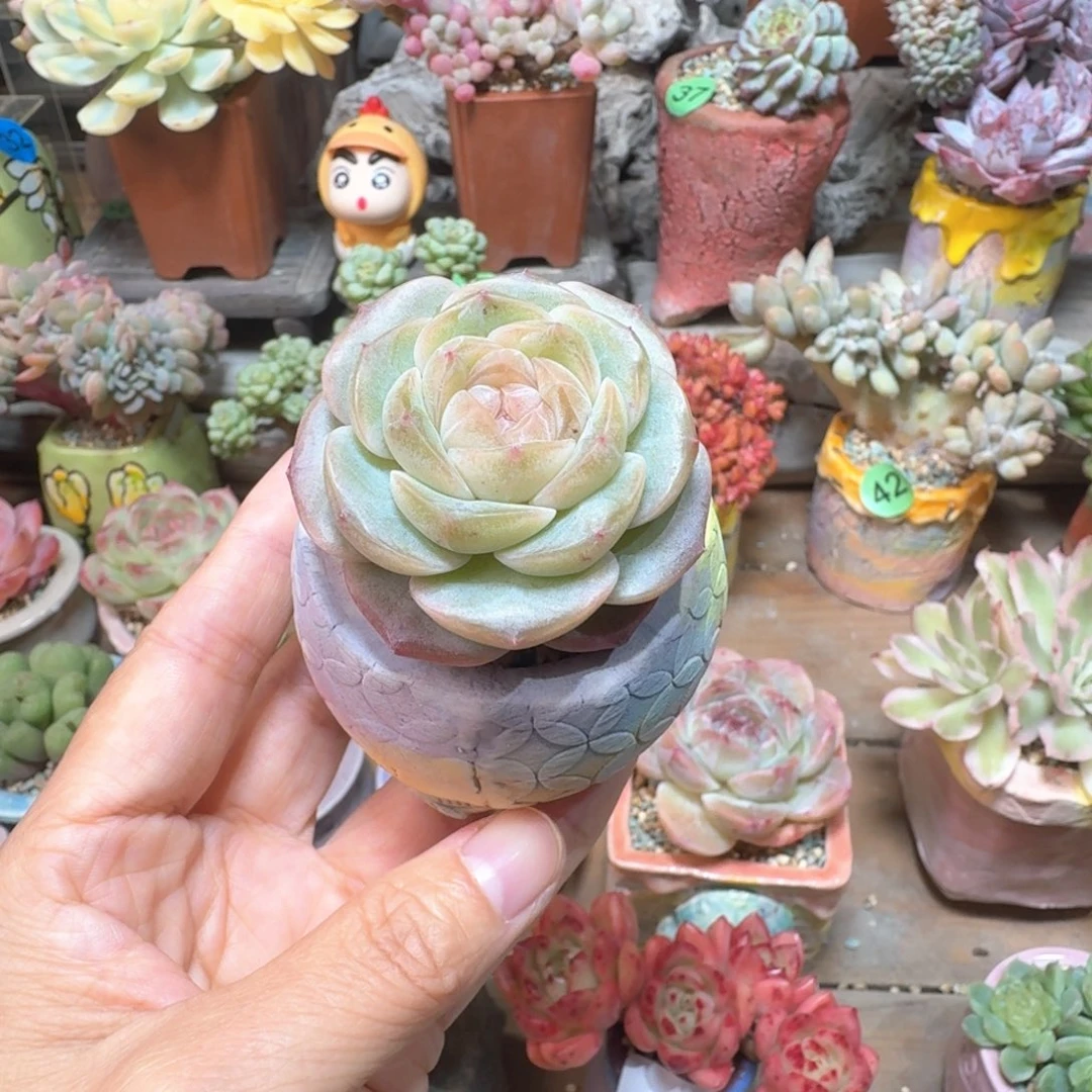 晶墨珍妮 多肉含盆土 一物一拍