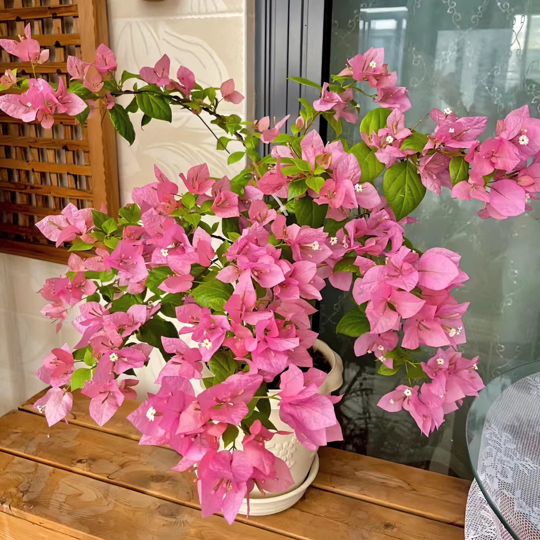 【一颗橙粉公主不带花】三角梅四季开花勤花庭院爬藤好养 桥头基地。