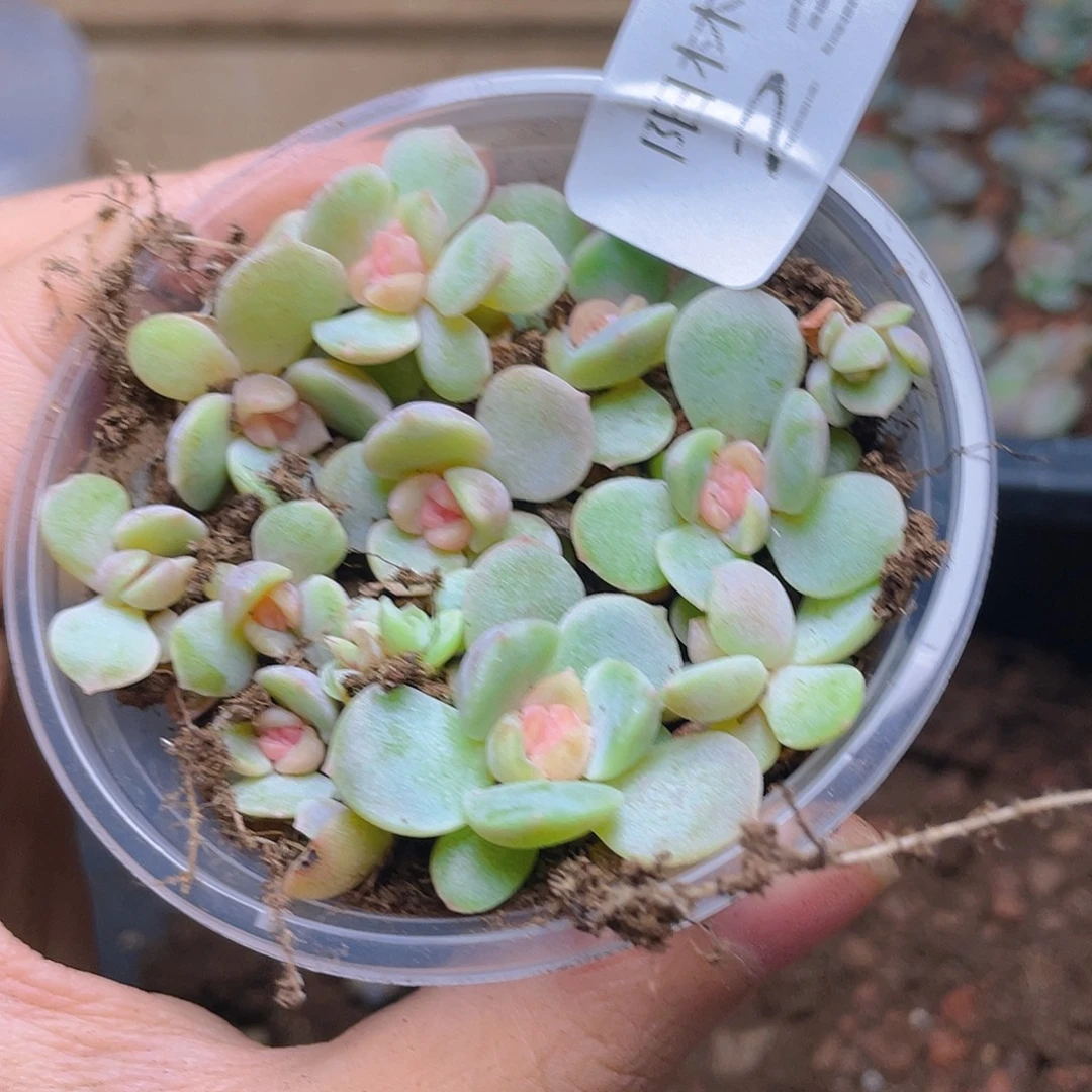 多肉植物多肉植物238