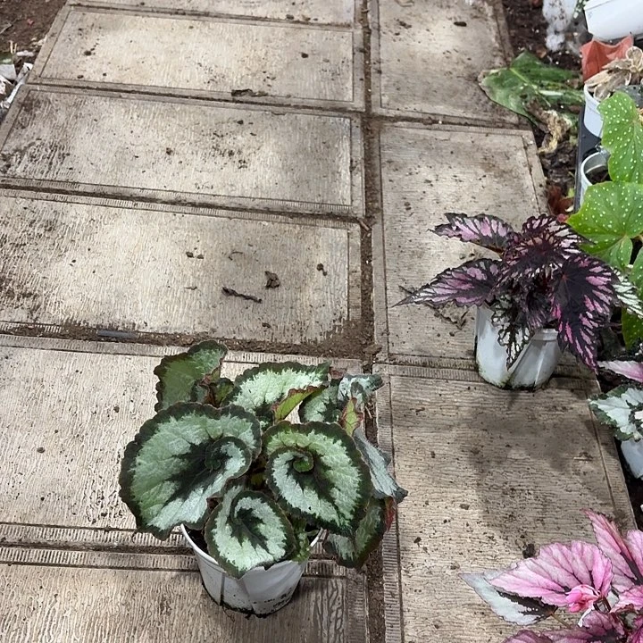 完全开放蜗牛秋海棠