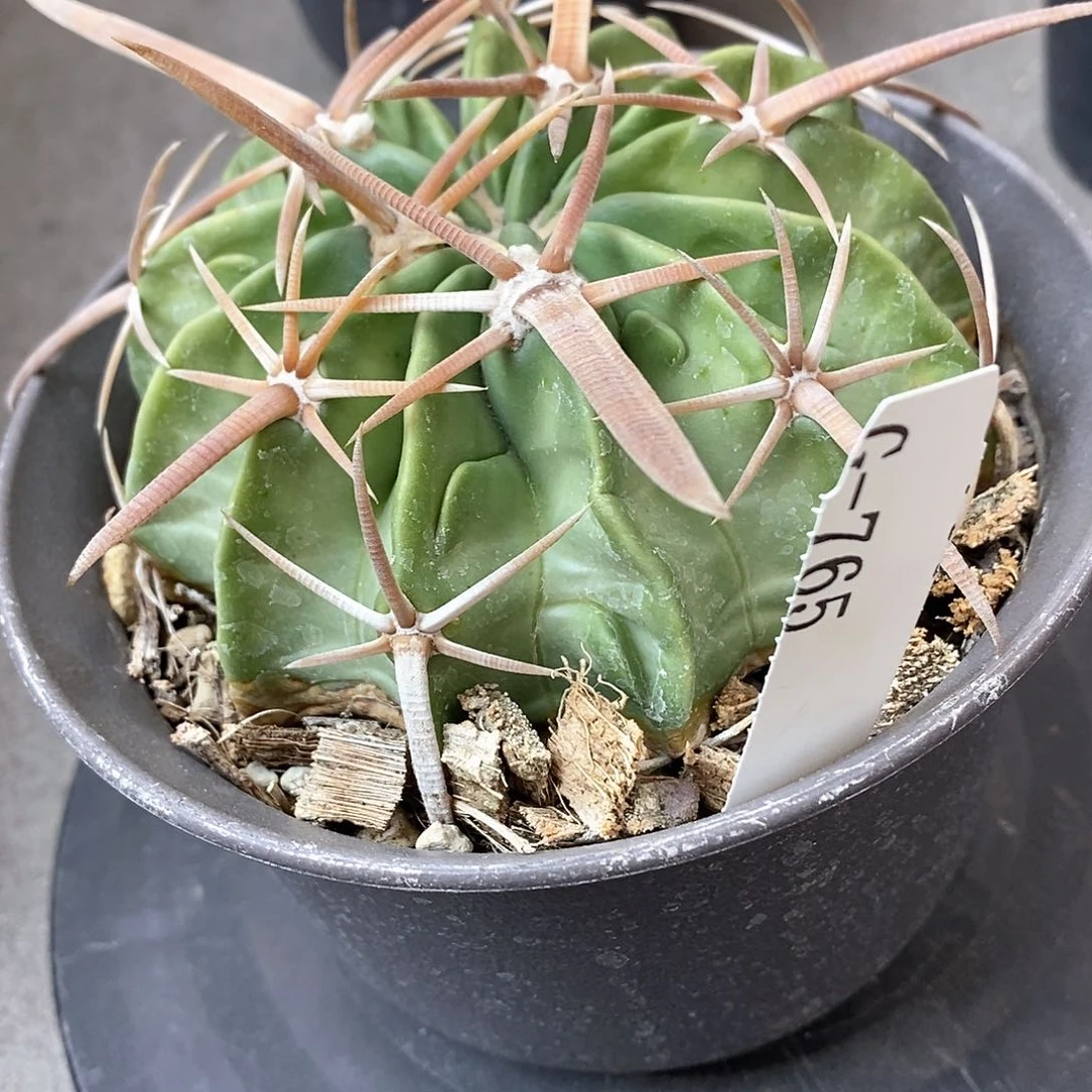 G765花油专拍仙人球开花