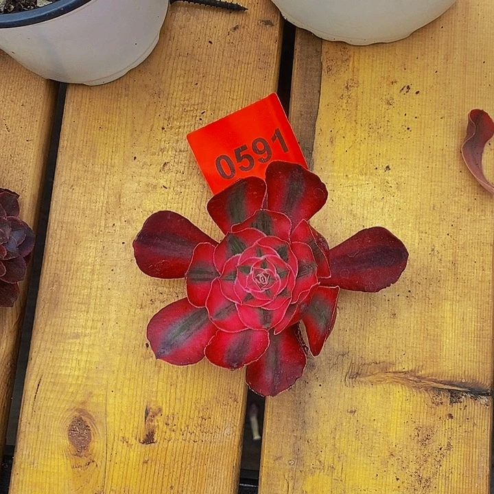 0591多肉植物爱丽丝