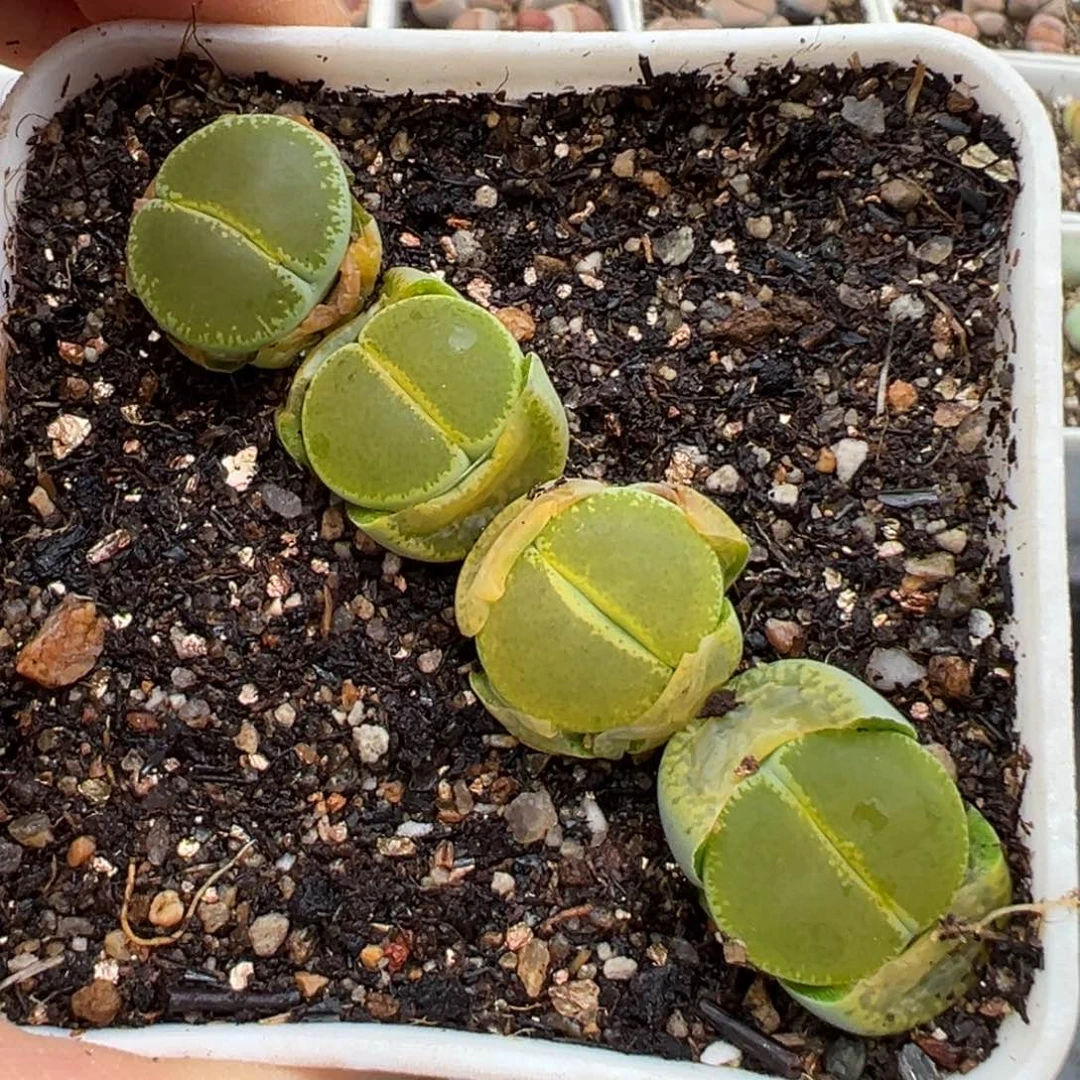 3.3好看的多肉脱土发货272