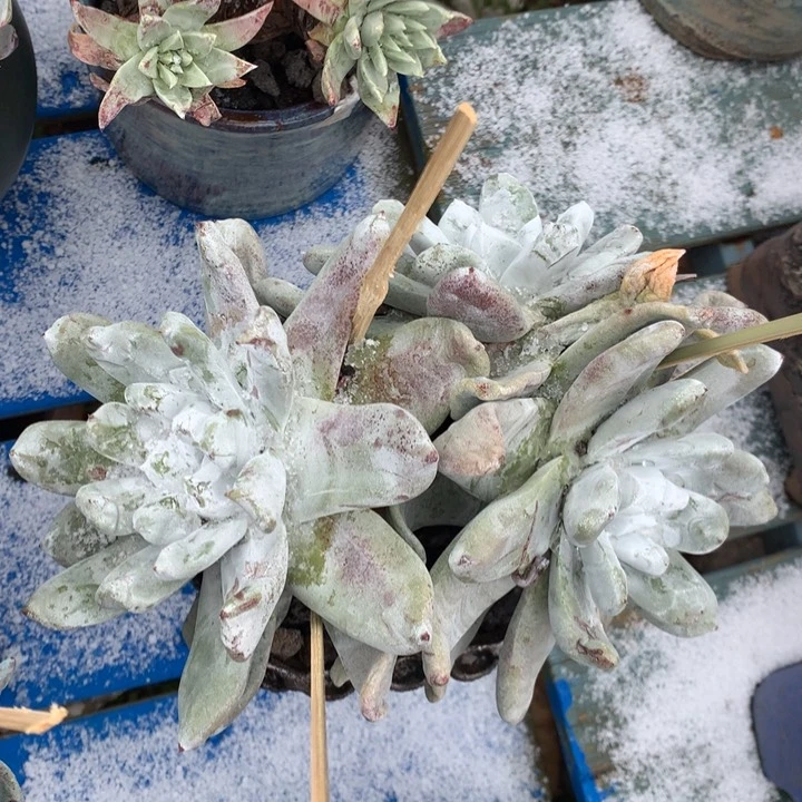 吾*拇指，2月8日发货