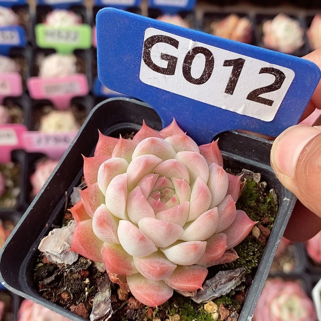 福利5cm左右多肉植物