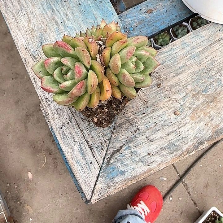 青蛙王子儿童牙膏111