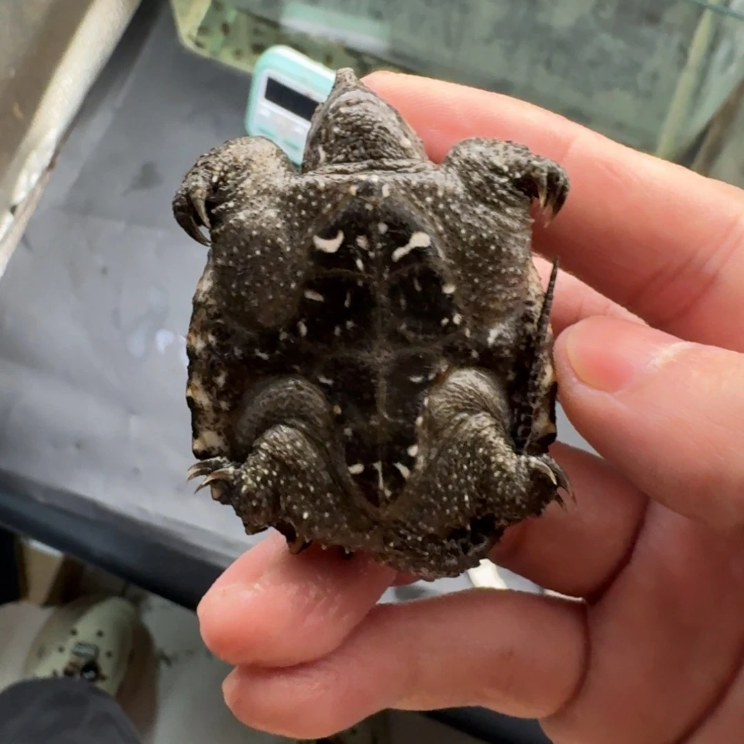 不分公母小鳄龟11