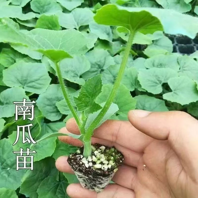 三匹狼农场南瓜秧苗板栗南瓜苗南瓜尖新鲜春季蔬菜苗板栗南瓜秧苗