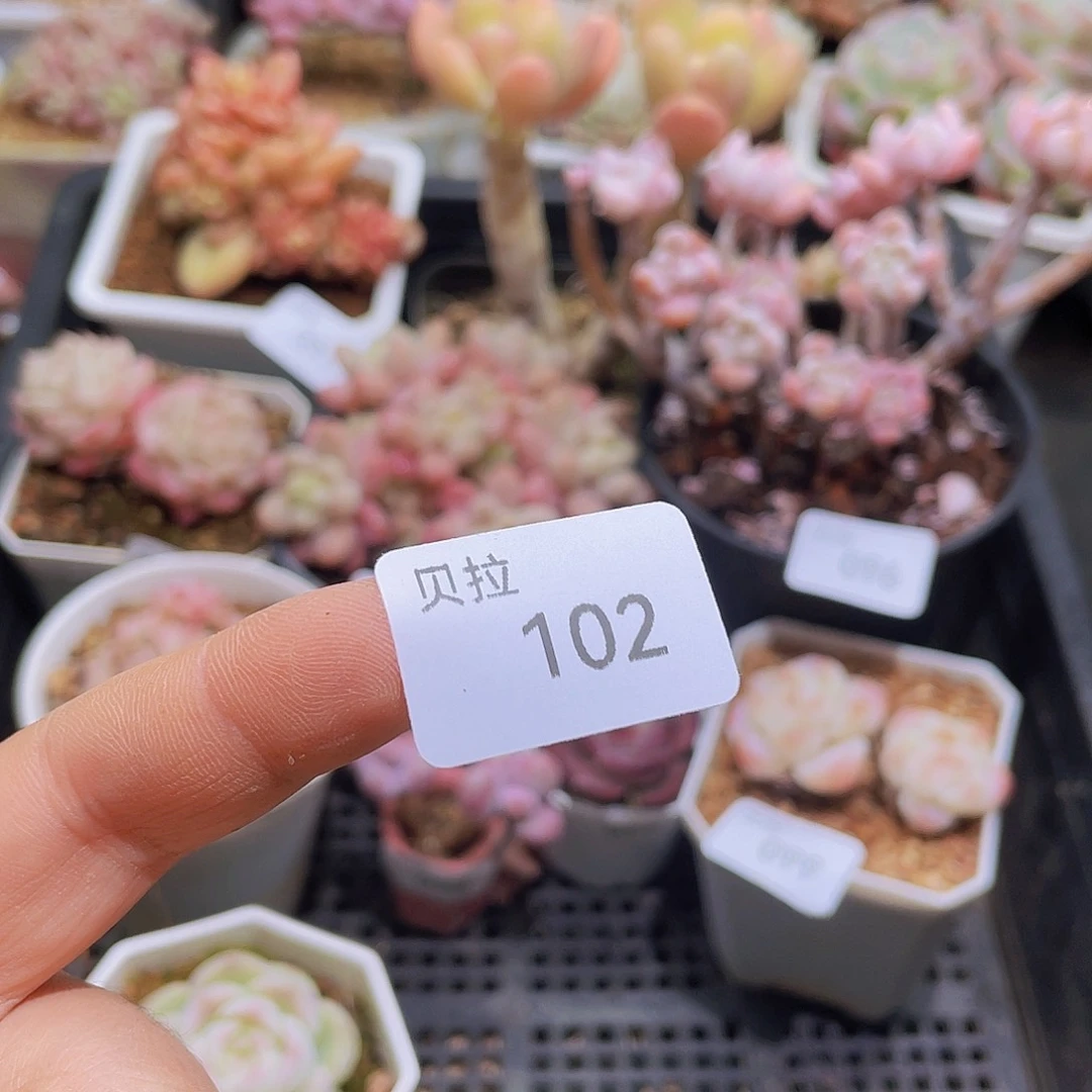 102保温箱精品多肉一物一拍