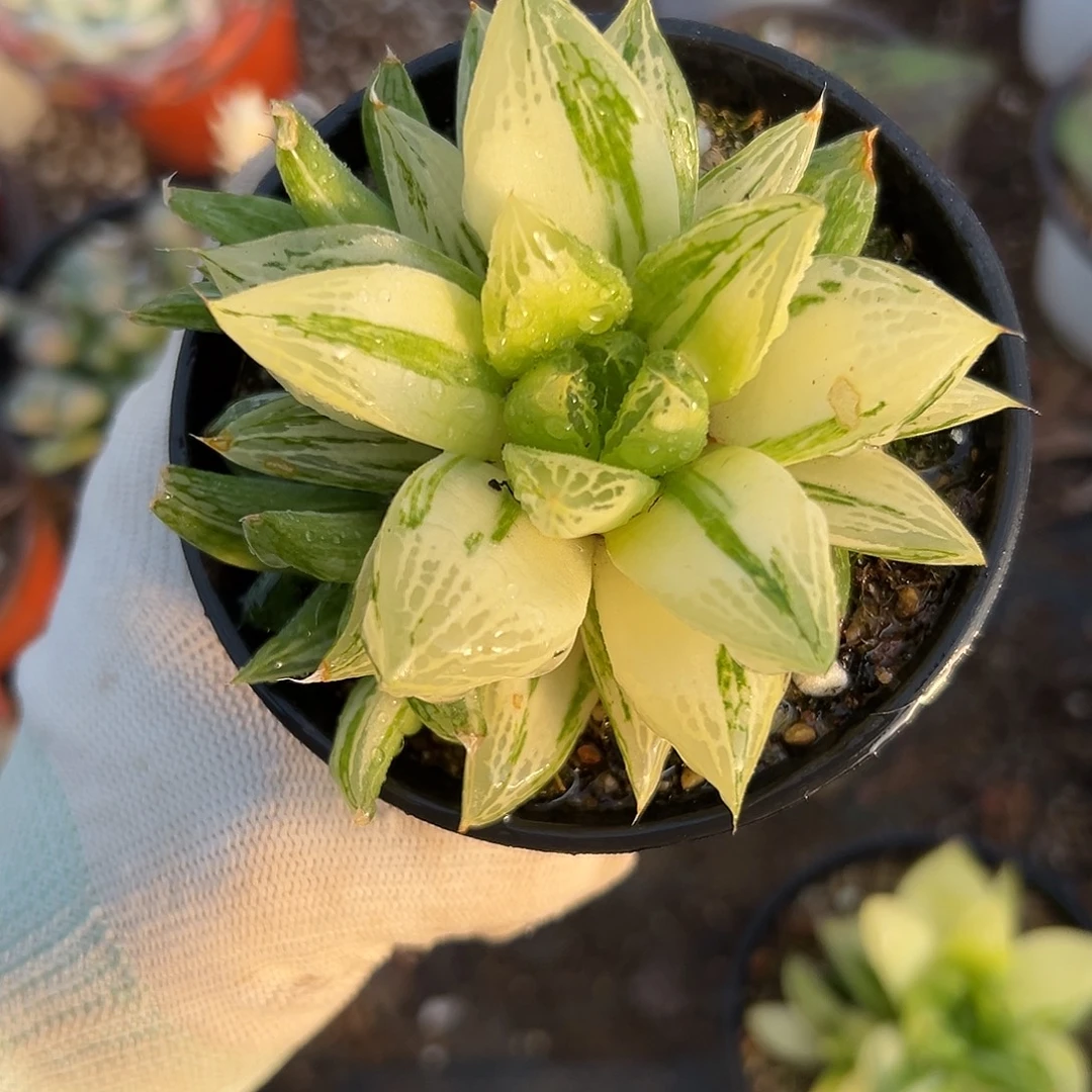 京之华锦福哦哦哦哦哦哦哦哦