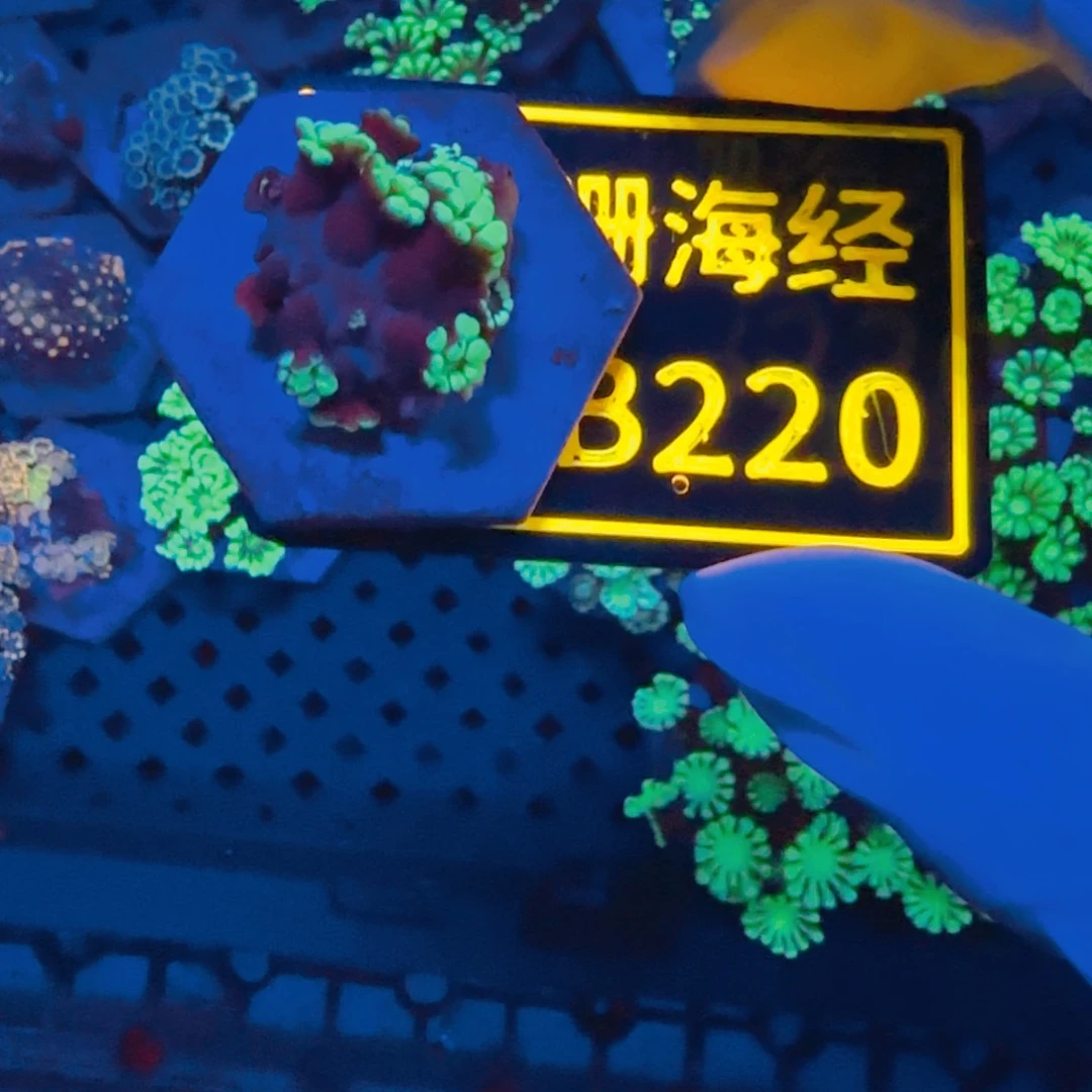 萌***o纽扣珊瑚晓晓不包邮茉莉切件B220