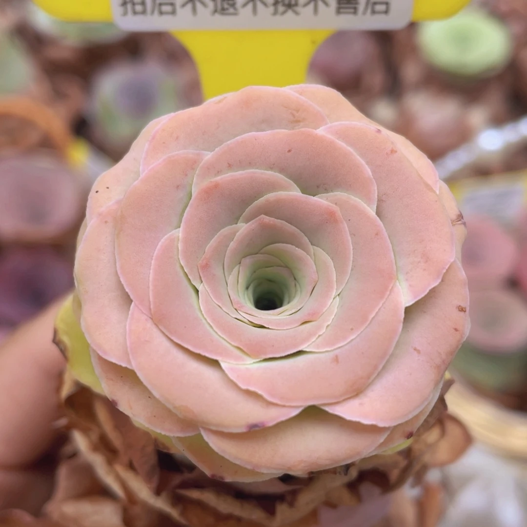 山地玫瑰Z075断枝不包损不售后