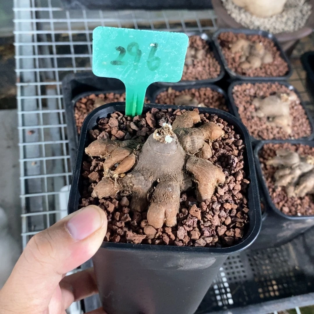 产地海星厚炖菊一个