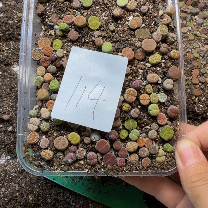 路***多肉植物的生长发育114