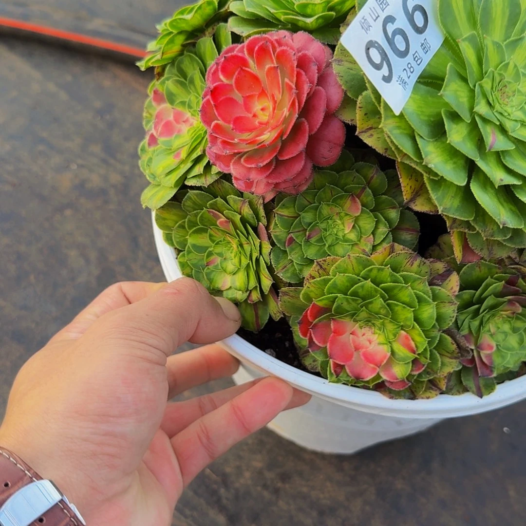 芳***966号多肉植物知否