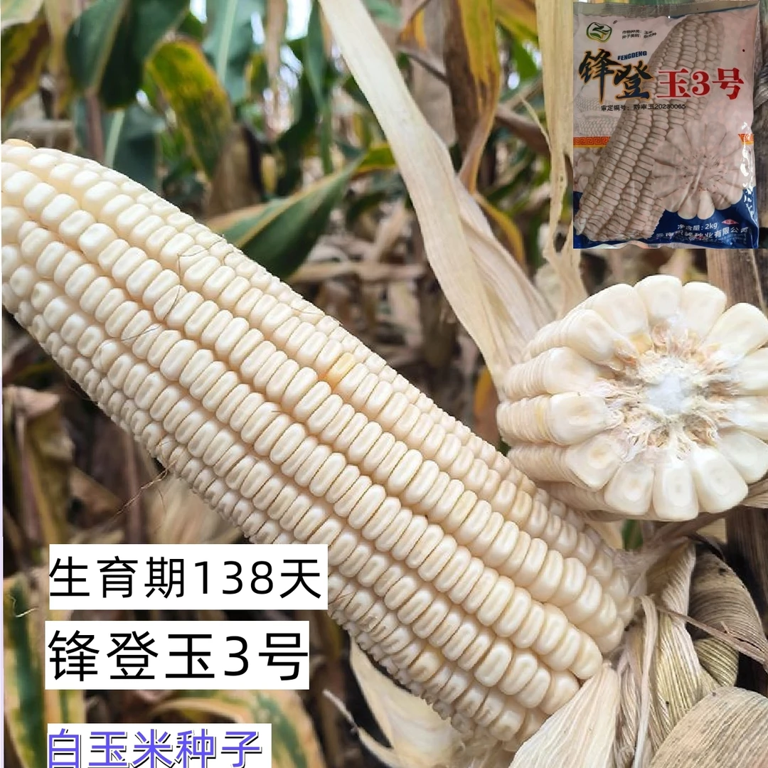【云南白玉米种子】白玉米种子高产大棒玉米抗旱抗病杂交玉米苞谷种
