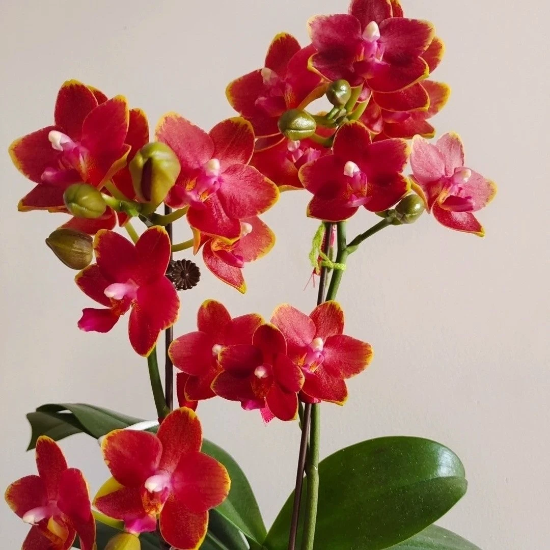 《闪边樱桃番茄》浓香型优质开花蝴蝶兰发货高档新手桌面阳台盆栽