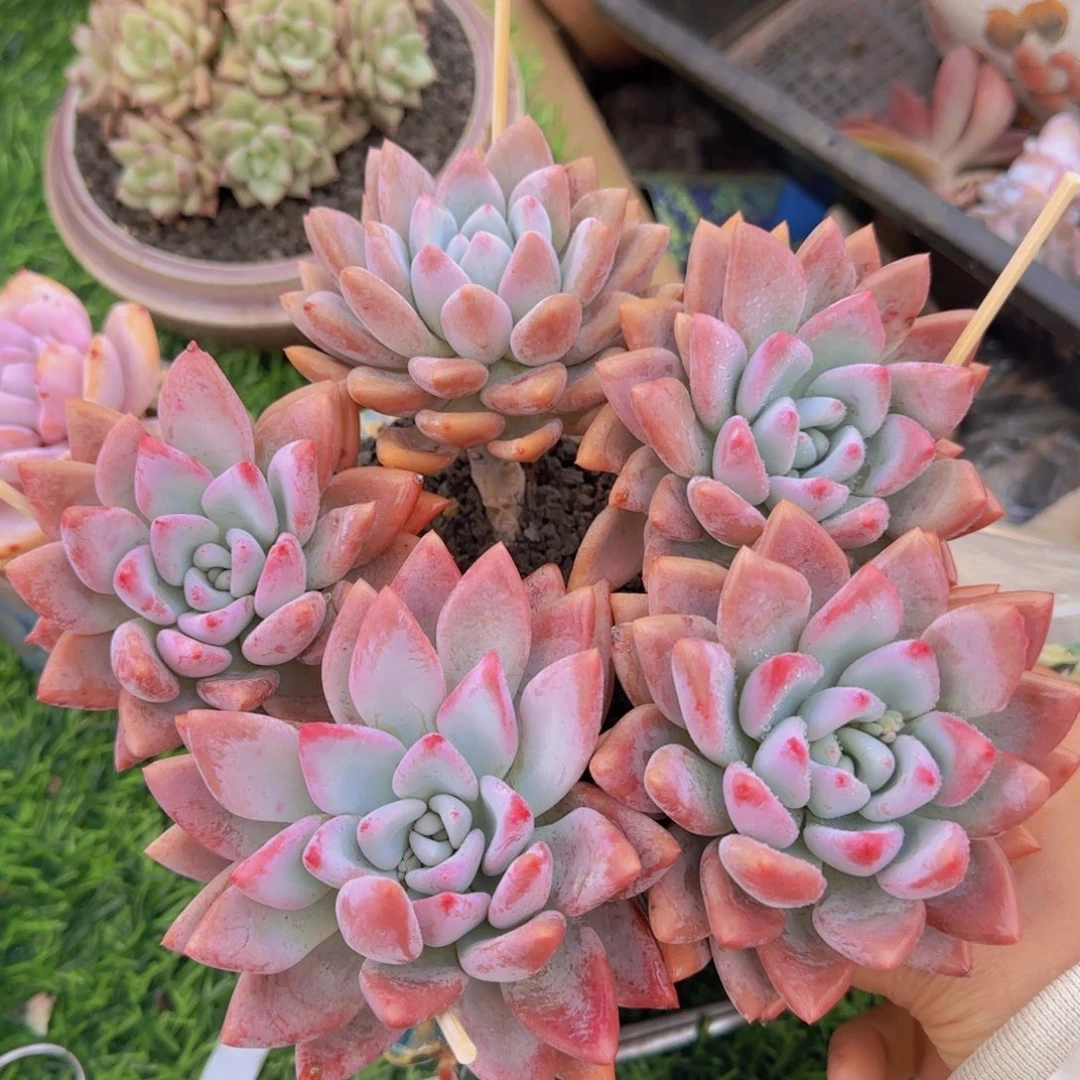 海盗妹姐姐多肉植物