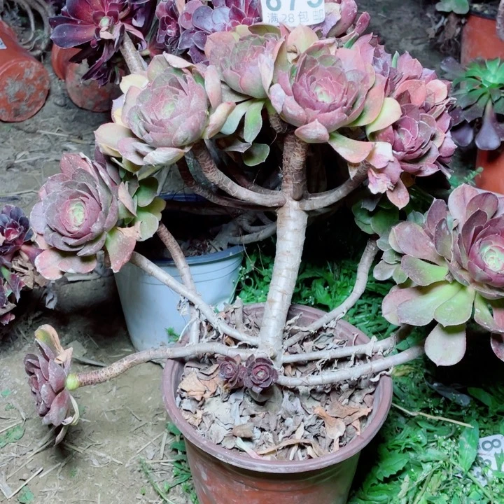 多肉植物百科875