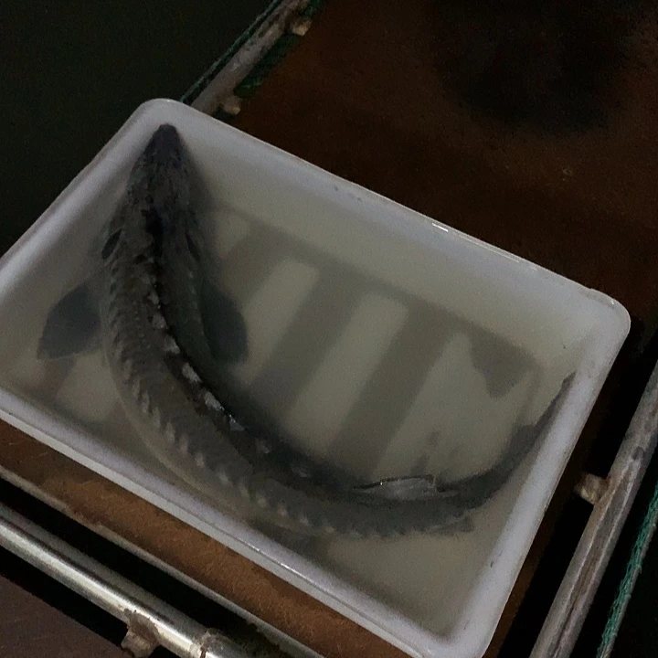 鸭绿江生态鲟龙鱼