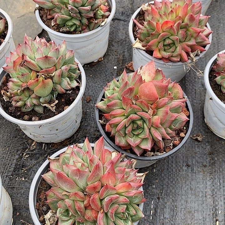 红鸾多头福利多多