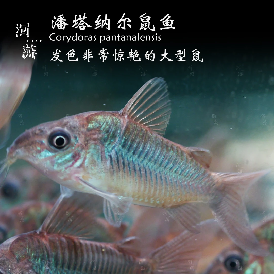 【洄游】潘塔纳尔鼠鱼 南美热带观赏鱼小鱼混养/定水检疫/满100包邮