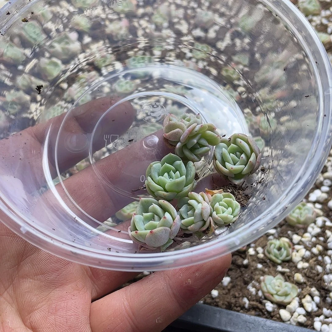 大宁甜心一物一拍063