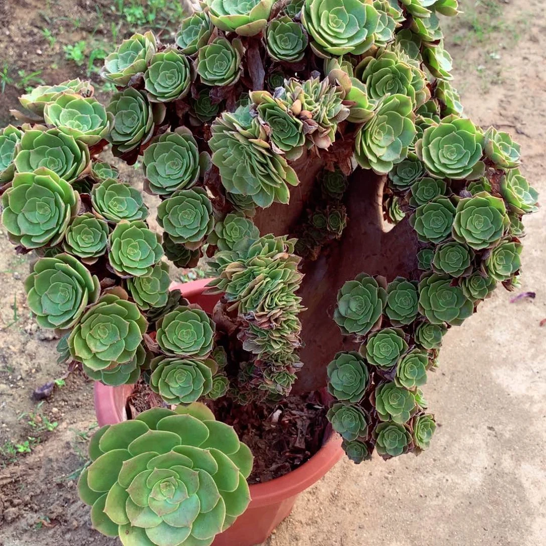万缀朵朵，多肉植物