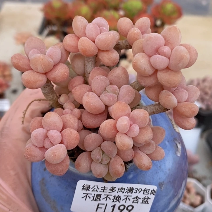 鱼子酱老桩有砍8cm199多肉植物