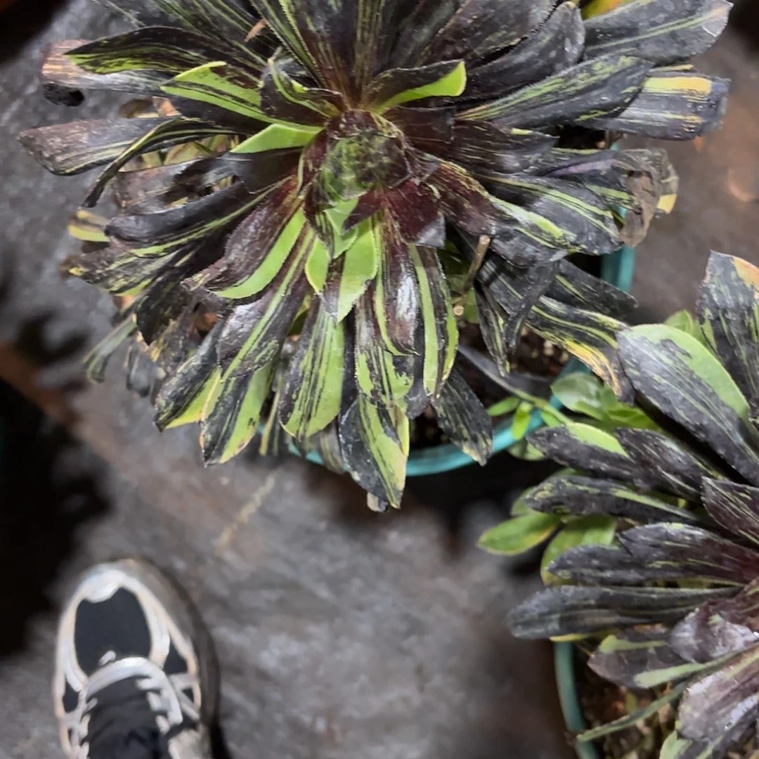 多肉植物福利101