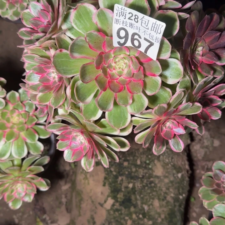 967南孔雀翎不不包断枝