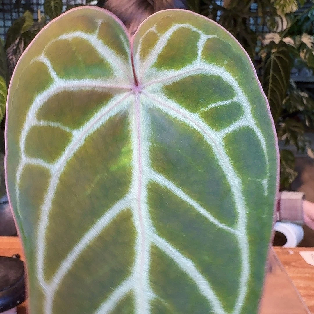 完全开放L74红水晶杂银色闪光