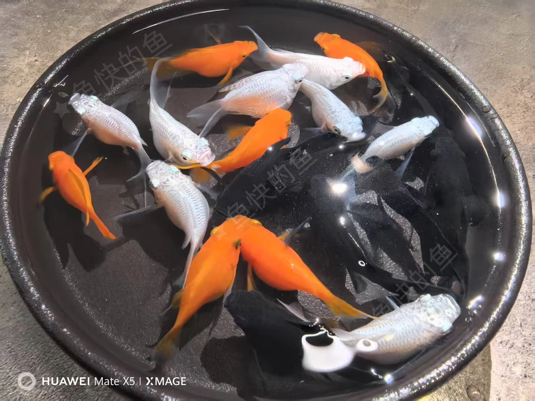 玛丽球鱼三色皮球鱼大肚子孕母直接生小鱼好养