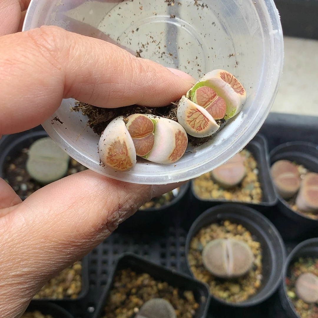 独****G434多肉植物保护研究所