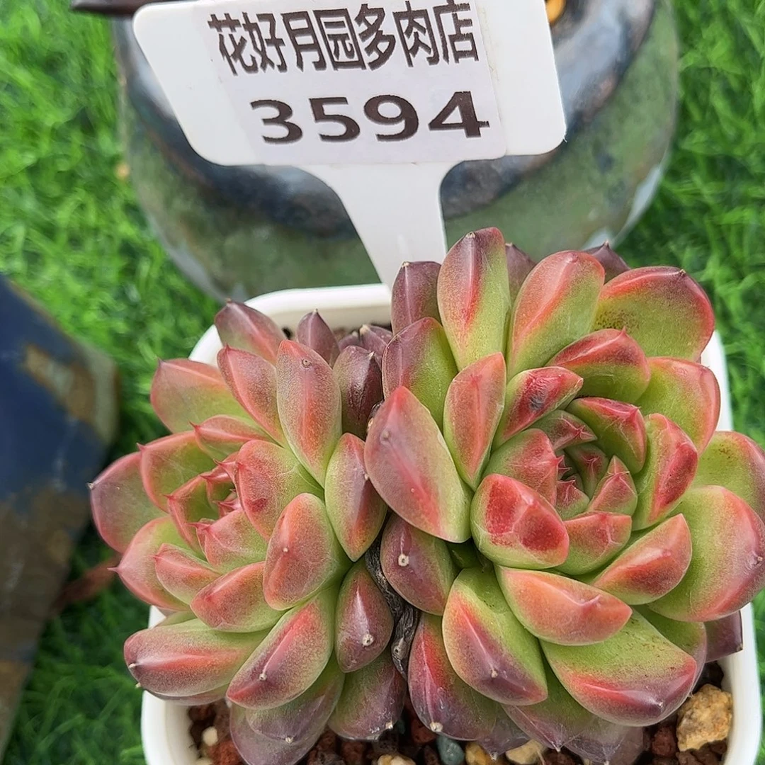 多肉植物3594 一定要拍个冷链哦
