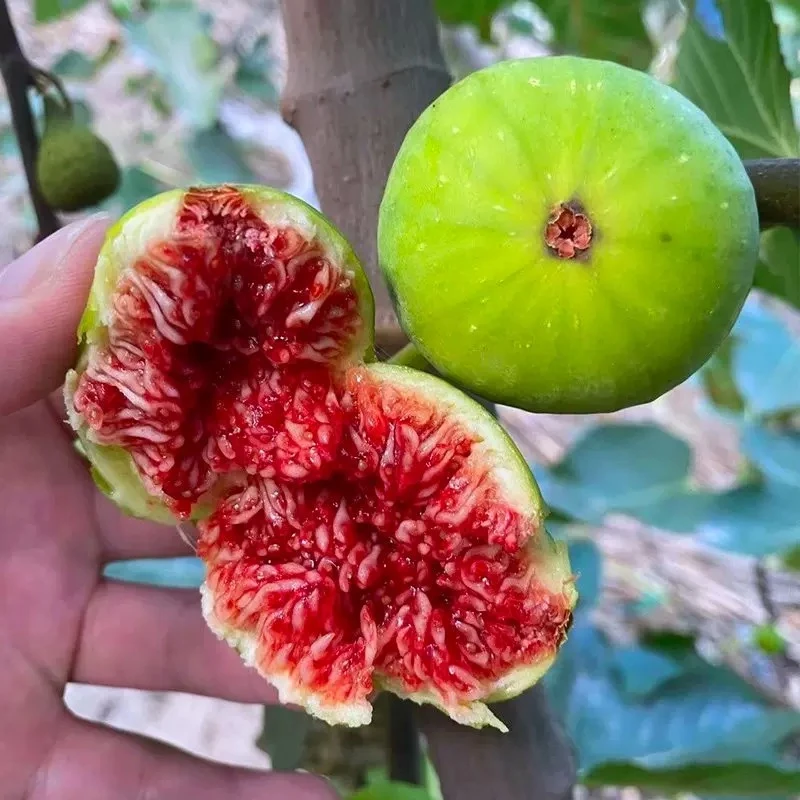 山东威海青皮无花果【顺丰空运】现采现发