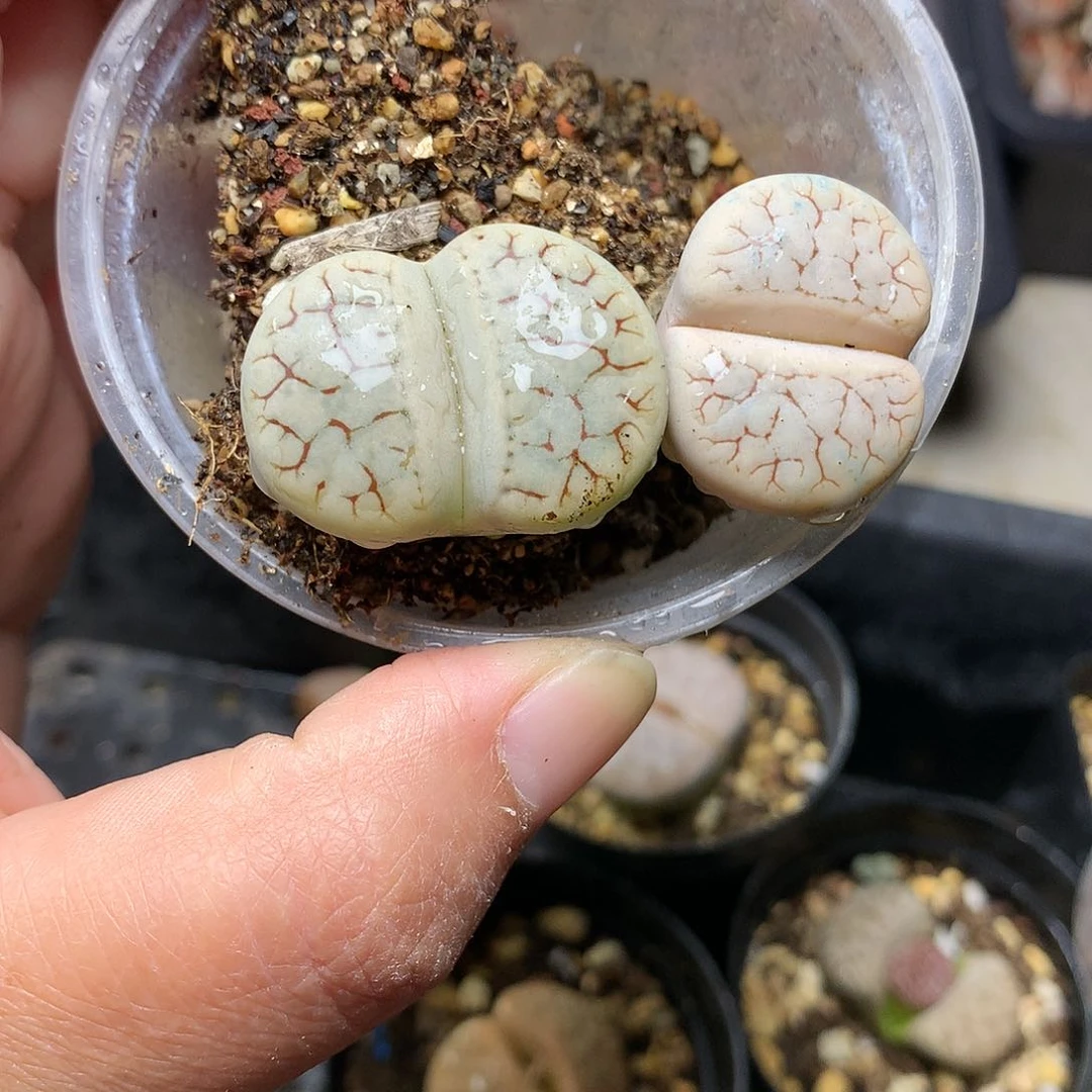 T380多肉植物保护