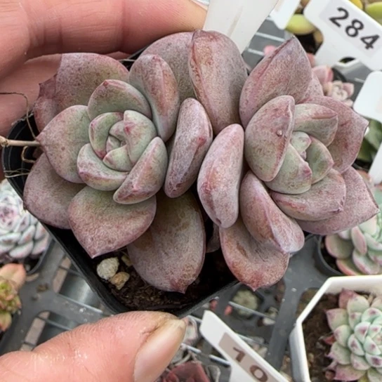 242德国香槟多肉植物多