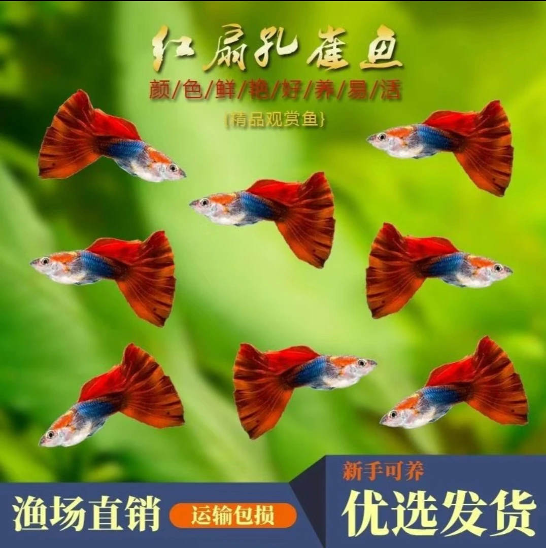 纯种巴西红扇孔雀鱼观赏鱼家养大尾巴淡水孕母大肚