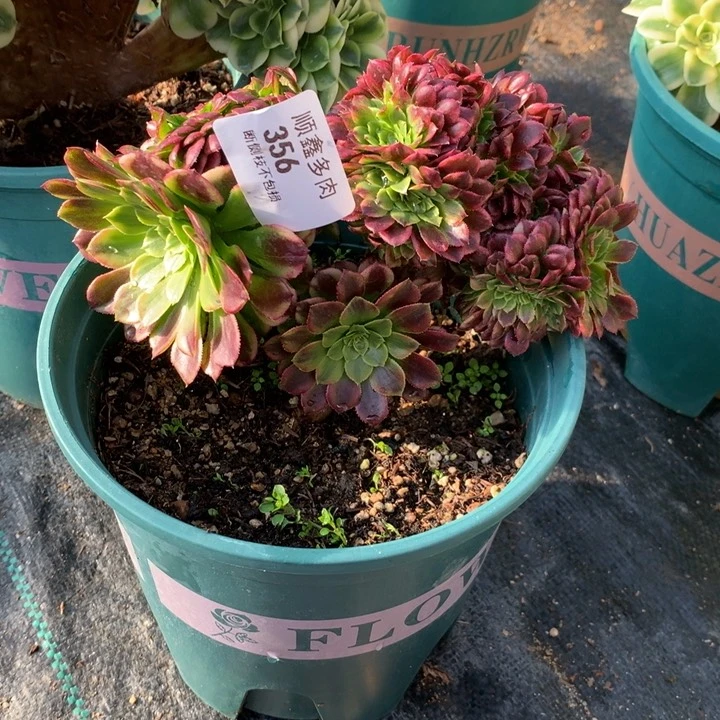 付*喵356嘉年华缀多肉植物