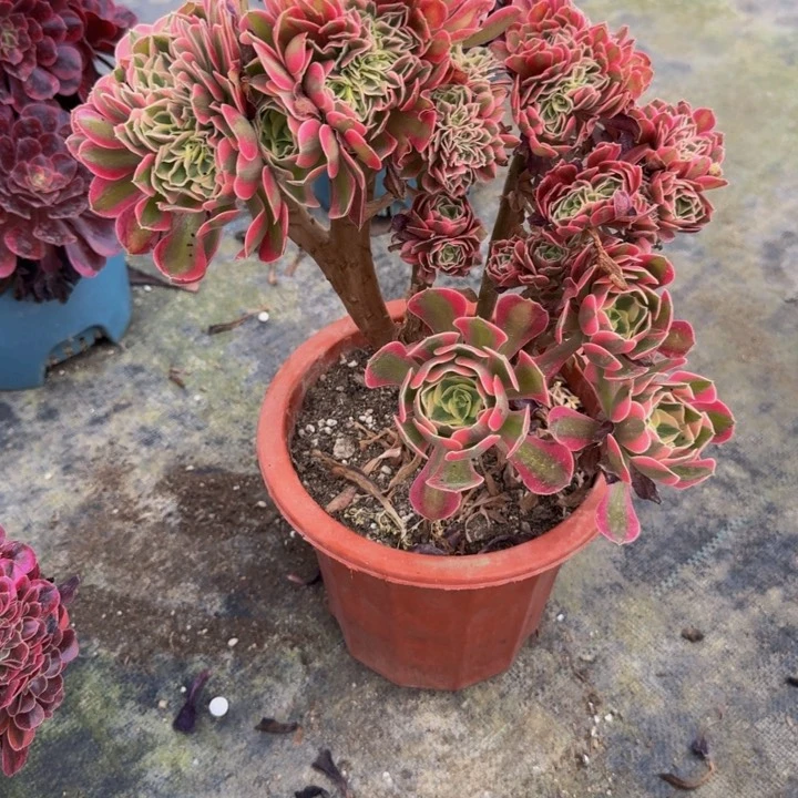 00000000576女巫缀