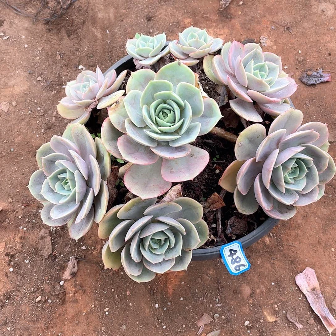 486蓝色苍鹭 一物一拍多肉